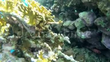 令人惊叹的珊瑚礁在水下世界-在红海的行动。